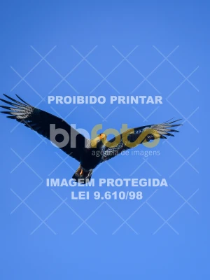Detalhes da foto #2191578