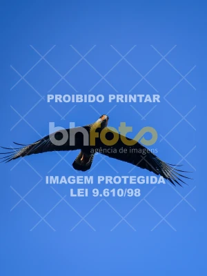 Detalhes da foto #9109412