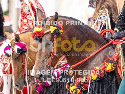 Detalhes da foto #15333