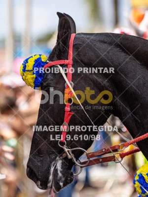 Detalhes da foto #84449