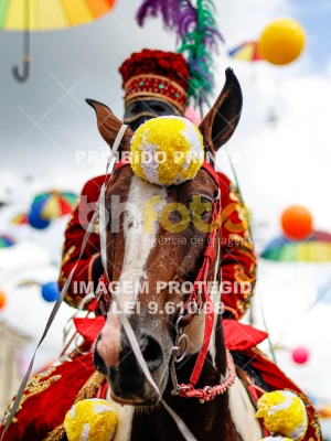 Detalhes da foto #97998